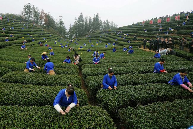 сельское хозяйство в Китае